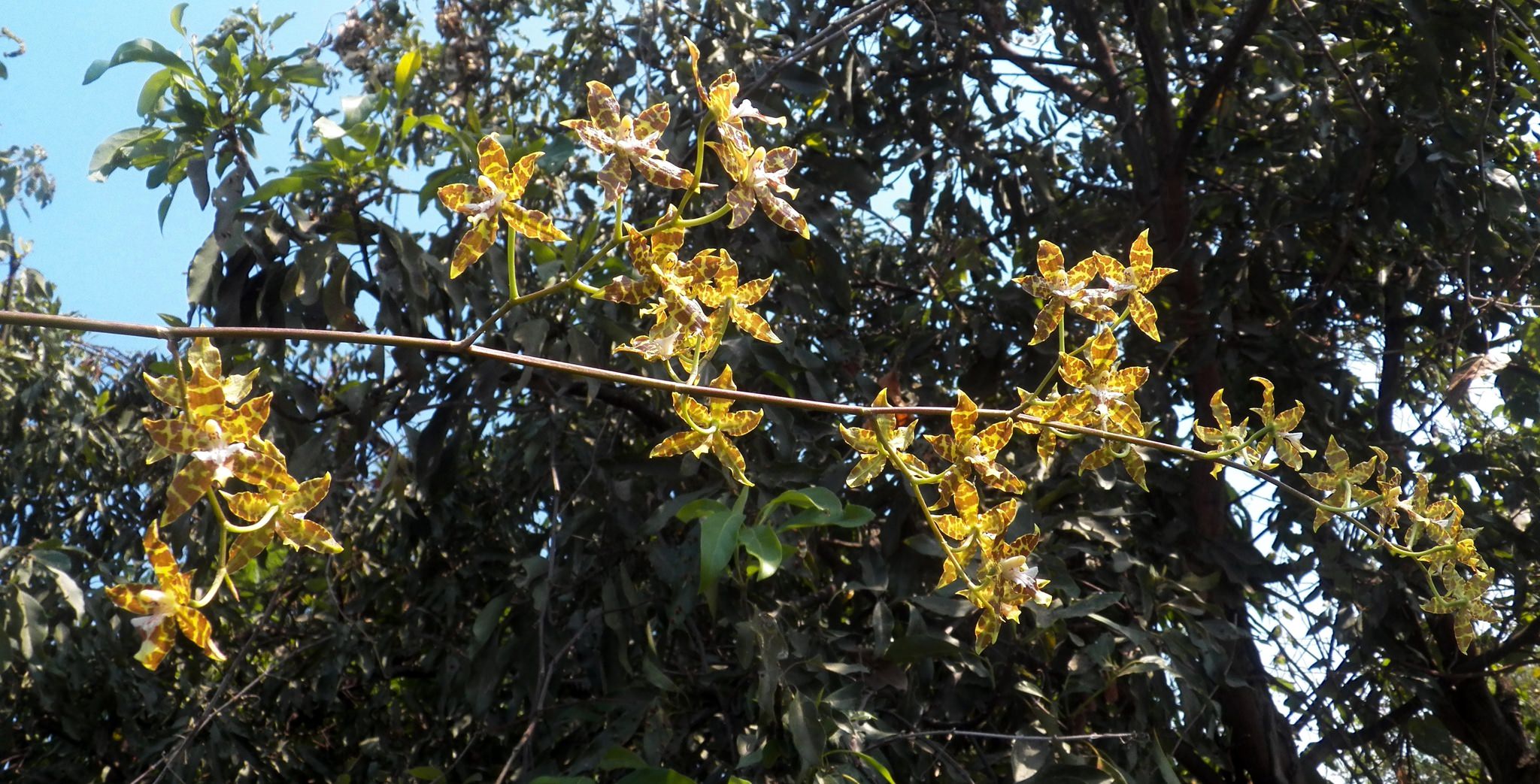 Oncidium hintonii